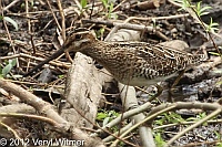 The Oven, Central Park, NY, Wilson's Snipe