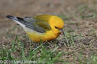 "patience" lion, 2010, NY Public Library, Prothonotary Warbler