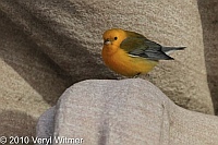 "patience" lion, 2010, NY Public Library, Prothonotary Warbler