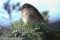 Fire Island, Yellow-rumped Warbler, NY