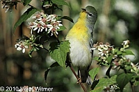 Central Park, Northern Parula, NY