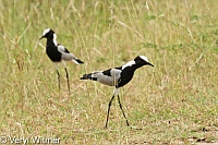 Blacksmith Lapwing, Kruger National Park, Mpumalanga, South Africa