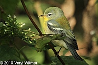 Central Park, Northern Parula, NY