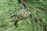 Central Park, Golden-crowned Kinglet, NY