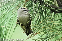 Central Park, Golden-crowned Kinglet, NY