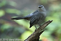 Central Park, Gray Catbird, NY