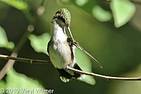 Central Park, NY, Ruby-throated Hummingbird, The oven