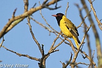 Black-headed Oriole, Kruger National Park, Mpumalanga, South Africa