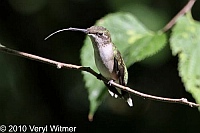 Central Park, NY, Ruby-throated Hummingbird, The oven