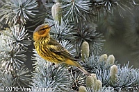 Cape May Warbler, Central Park, NY
