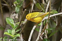Fire Island, NY, Yellow Warbler