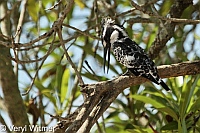 Kruger National Park, Mpumalanga, Pied Kingfisher, South Africa