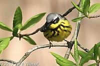Fire Island, Magnolia Warbler, NY