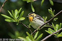 Blackburnian Warbler, Fire Island, NY