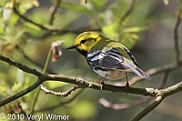 Fire Island, NY, Black-throated Green Warbler