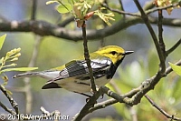 Fire Island, NY, Black-throated Green Warbler
