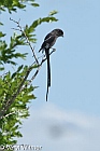 Kruger National Park, Magpie Shrike, Mpumalanga, South Africa