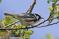 Chestnut-sided Warbler, Fire Island, NY