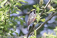 Chestnut-sided Warbler, Fire Island, NY