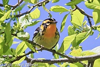 Blackburnian Warbler, Fire Island, NY