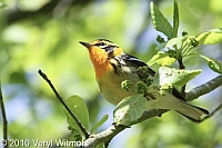 Blackburnian Warbler, Fire Island, NY