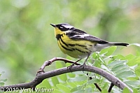 Central Park, Magnolia Warbler, New York City, NY, Ramble