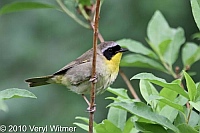 Central Park, Common Yellowthroat, New York City, NY, Ramble