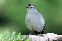 Central Park, Gray Catbird, New York City, NY