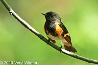 American Redstart, Central Park, New York City, NY