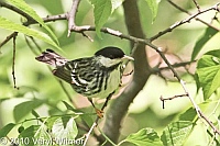 Blackpoll Warbler, Central Park, New York City, NY, The Ramble