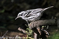 Black-and-white Warbler, Central Park, New York City, NY