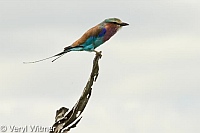 Kruger National Park, Lilac-breasted Roller, Mpumalanga, South Africa