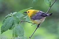Prothonotary Warbler, Central Park, New York City, NY, 