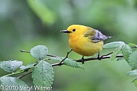Central Park, New York City, NY, Prothonotary Warbler