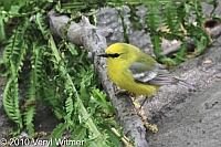 Blue-winged Warbler, Central Park, New York City, NY