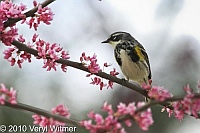 Central Park, yellow-rumped Warbler, New York City, NY