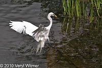 Central Park, Great Egret, New York City, NY, Turtle Pond