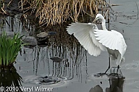 Central Park, Great Egret, New York City, NY, Turtle Pond