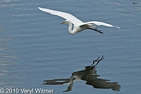 Central Park, Great Egret, New York City, NY, Turtle Pond
