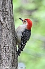 Central Park, New York City, NY, Red-bellied Woodpecker