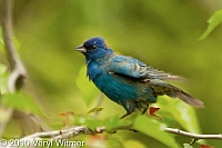 Central Park, Indigo Bunting, New York City, NY, The Oven