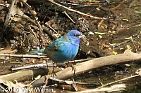 Central Park, Indigo Bunting, New York City, NY, The Oven