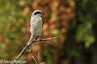 Kruger National Park, Lesser Grey Shrike, Mpumalanga, South Africa