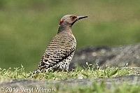 Central Park, New York City, Northern Flicker, NY
