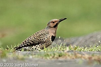 Central Park, New York City, Northern Flicker, NY