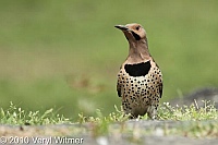 Central Park, New York City, Northern Flicker, NY