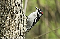 Central Park, Downy Woodpecker, New York City, NY