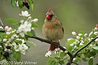 Central Park, New York City, Northern Cardinal (female), NY