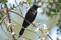 Central Park, Common Grackle, New York City, NY