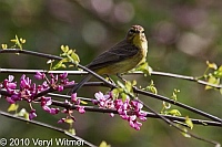 Central Park, New York City, NY, Palm Warbler
